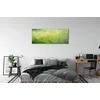 tulup.si Slika na akrilnem steklu Grass rosišča kapljic 140x70 cm 4 obešalnika