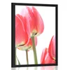 Plakat rdeče polje tulipanov - 40x60 white