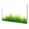 tulup.si Slika na steklu Grass nature rastlin 100x50 cm 4 obešalnika