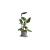 LED prigušiva stona lampa za uzgoj biljaka VERDI LED/5W/5V 1300K crna