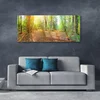 tulup.si Slika na akrilnem steklu Sun forest narava pot 125x50 cm 2 obešalnika
