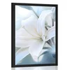 Plakat bel cvet lilije na abstraktnem ozadju - 30x45 no frame