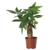 PACHIRA AQUATICA Zasađena biljka, vodeni kesten, 9 cm