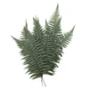 Stabilizirana praprot - pergament
