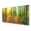 tulup.si Slika na akrilnem steklu Sun forest narava pot 100x50 cm 4 obešalnika