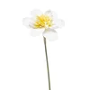 Narcisa belo rumena pick 40cm - 25 do 50 cm