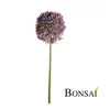 Alium 63 cm vijolične barve - vijolična - 50 do 75 cm
