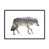 shumee PLAKAT ZA SLIKE V OKVIRJU 43x33 cm Wilk P1200
