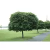 BELI JAVOR GLOBOSUM V LONCU 35lit