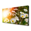 tulup.si Slika na platnu Marjetice flowers rays 125x50 cm