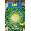 SOLATA ENDIVIJA KODROLISTNA BIG PACK 20gr