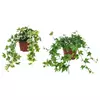 HEDERA HELIX Zasađena biljka, bršljan, 13 cm