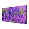 tulup.si Slika na platnu Purple lavender polje 120x60 cm
