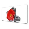 tulup.si Slika na akrilnem steklu Red gerbera rože 100x50 cm 2 obešalnika