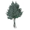 Stabilizirana praprot - usnjata
