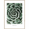 Plakat v okvirju 50x70 cm Echeveria - Styler