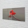 tulup.si Steklena slika Rdeča papiga na veji 100x50 cm 4 obešalnika