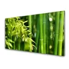tulup.si Slika na akrilnem steklu Bamboo listi rastlin 140x70 cm 2 obešalnika