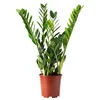 ZAMIOCULCAS Lončnica, Zamija, 17 cm