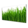 tulup.si Slika na akrilnem steklu Grass nature rastlin 140x70 cm 4 obešalnika