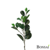 Fikus Microcarpa veja 56 - zelena - 50 do 75 cm