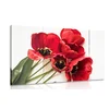 Slika cvetoči rdeči tulipani - 150x100