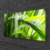 tulup.si Slika na platnu Rastlin trava dew drops 100x50 cm