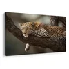 Slika leopard počiva na drevesu - 60x40