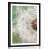 Plakat s paspartujem semena regratove lučke - 20x30 black