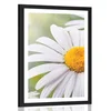 Plakat s paspartujem cvetovi ivanjščice - 60x90 no frame