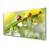 tulup.si Slika na steklu Leaf ladybugs narava 140x70 cm 2 obešalnika
