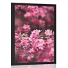 Plakat detajlni cvetovi češnje - 30x45 no frame