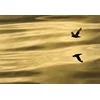 KOMAR Foto tapet 1-604, 184x127cm