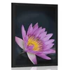 Plakat travniška cvetlica - 30x45 white