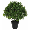 Shishi Grm zelenega jasmina, višina 55 cm