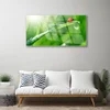 tulup.si Steklena slika Grass pikapolonica narava 100x50 cm 2 obešalnika