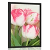 Plakat spomladanski tulipani - 30x45 no frame