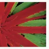Jejune - This Afternoon Malady (2 LP)