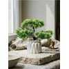 Sinsay - Dekorativna biljka u saksiji – bonsai drvo - zeleno