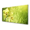 tulup.si Slika na steklu Grass nature rastlin 100x50 cm 2 obešalnika