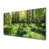 tulup.si Slika na akrilnem steklu Forest grass nature rastlin 100x50 cm 4 obešalnika