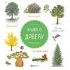 Knjiga o drveću