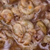 Nash Brine Shrimp&Gamarus 100% koncentrat