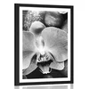 Plakat s paspartujem čudovita orhideja in kamni v črnobeli varianti - 20x30 no frame