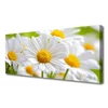 tulup.si Slika na platnu Narava marjetice rastlin 120x60 cm