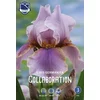 Čebulice perunika (Iris) Colaboration, 1 kos