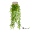 Asparagus plezalka 80 cm - 76 do 100 cm