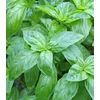 PROMONTIS Hidrolat bosiljka (Ocimum basilicum) 100ml