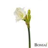 Amarilis 56 cm bele barve - naraven otip - bela - 50 do 75 cm