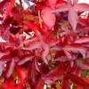 STEBRASTI AMBROVEC LIQUIDAMBAR STYR. SLENDER SILHOUETTE,